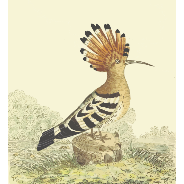 Hoopoe in nature vector drawing