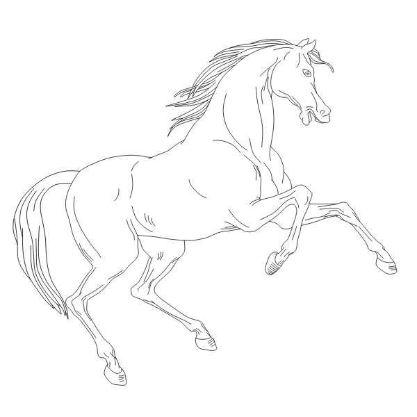 Horse 33