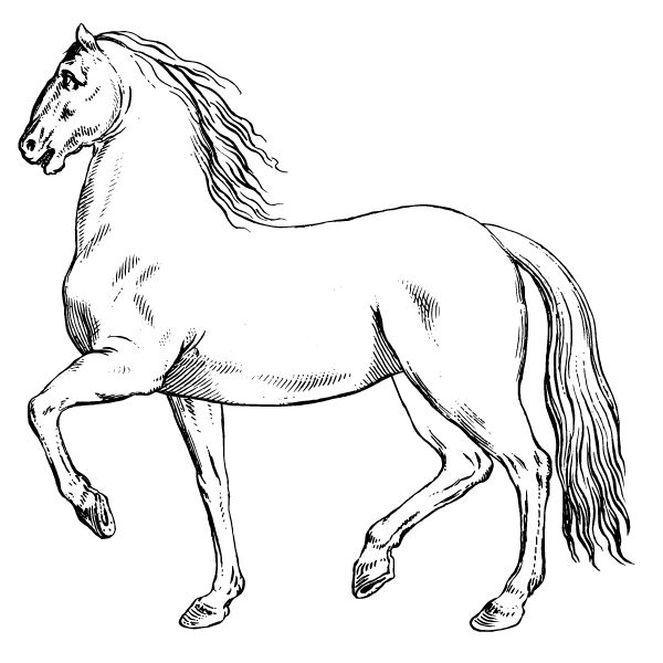 Horse 34