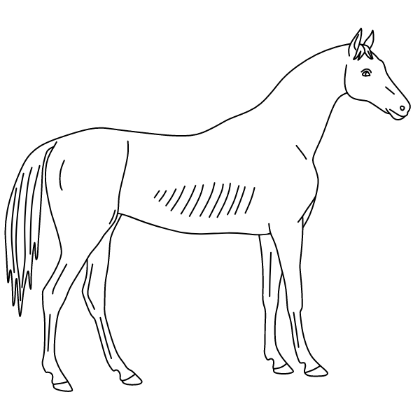 Horse 36