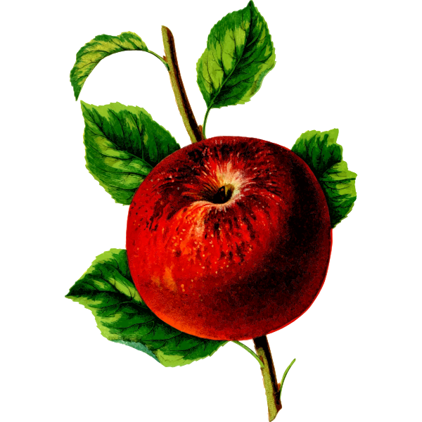 Apple fruit on a branch