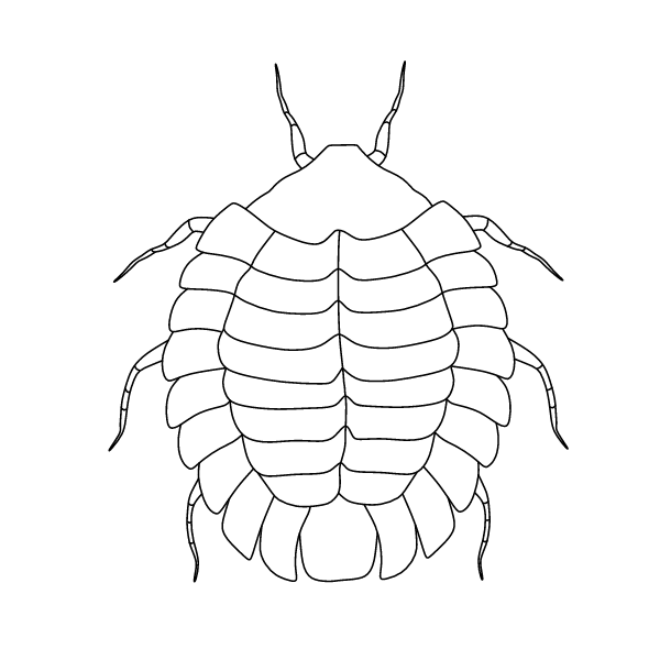 Insect XVI