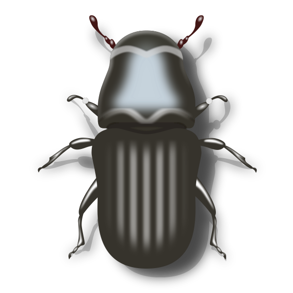 Pine beetle