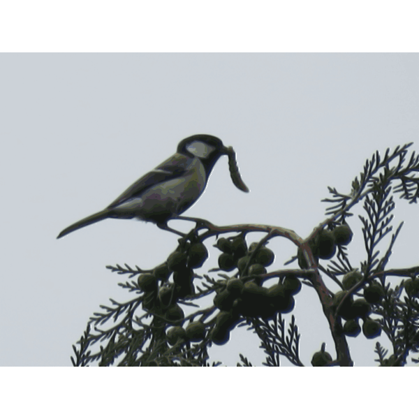 Japanese tit