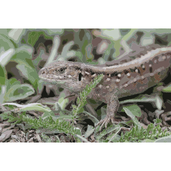 Lacerta agilis female 2013 G2 2016121909