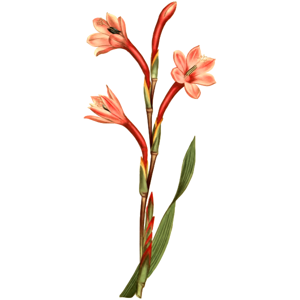 LakeColouredWatsonia