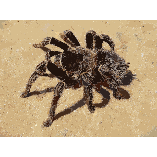 Brazilian salmon pink bird-eating tarantula