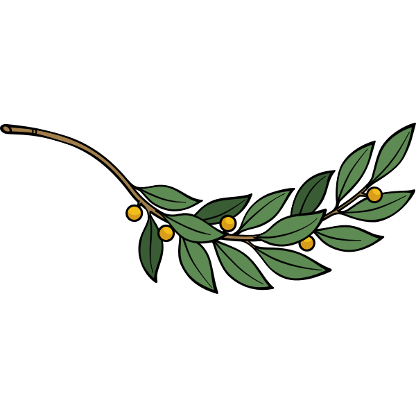 Laurel branch vector image