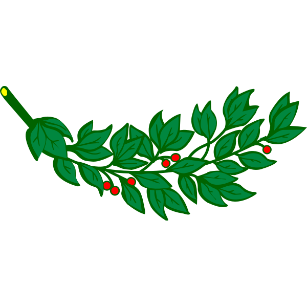 Laurel branch with red berries vector image