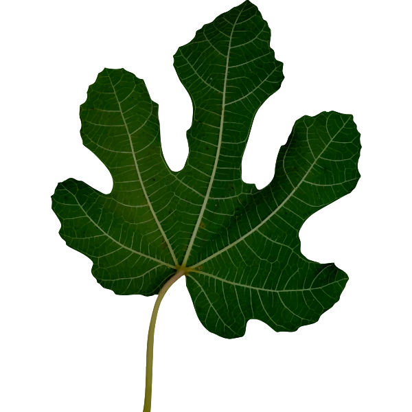 Leaf10