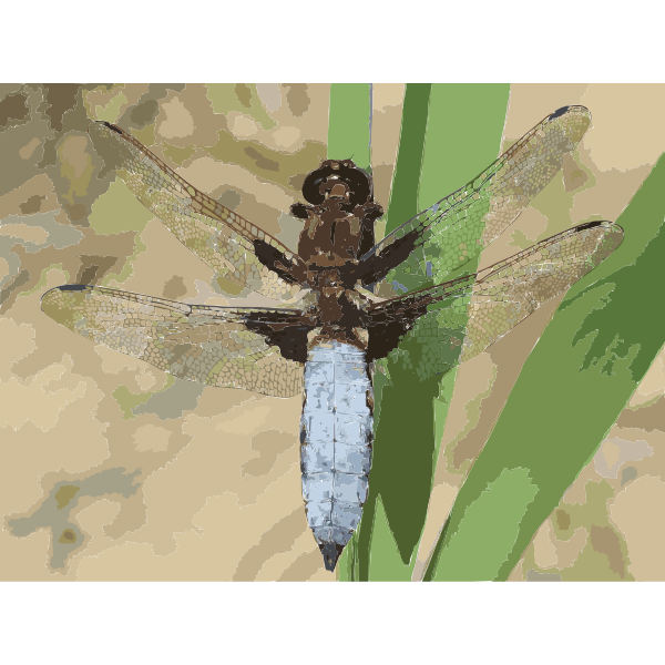 Broad-bodied chaser