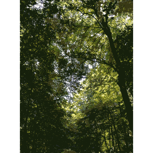 Lichtscheid Forest Again 2015071553