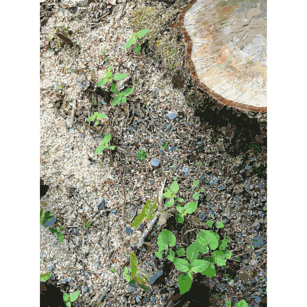 Lichtscheid Forest Again 4 2015071513