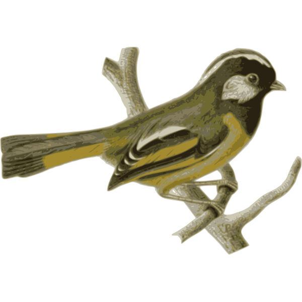 Golden-breasted fulvetta