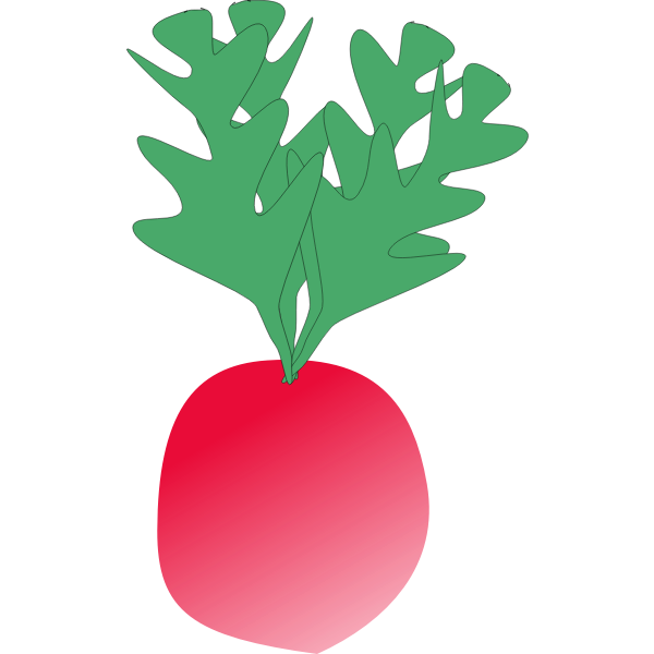 Radish vector image