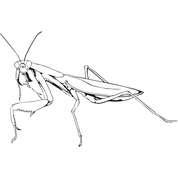 MantisOutline