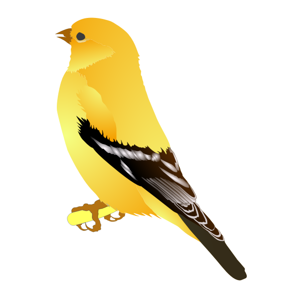 Gold Finch