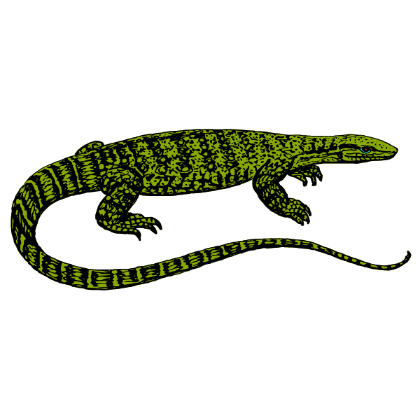 Monitor lizard