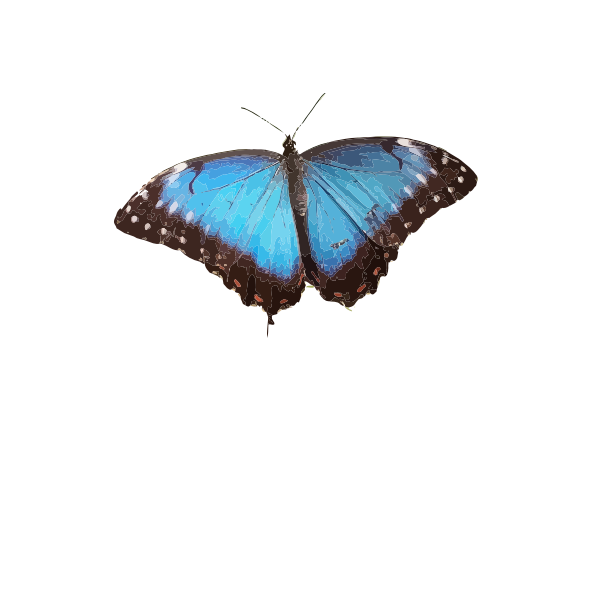 Blue butterfly illustration