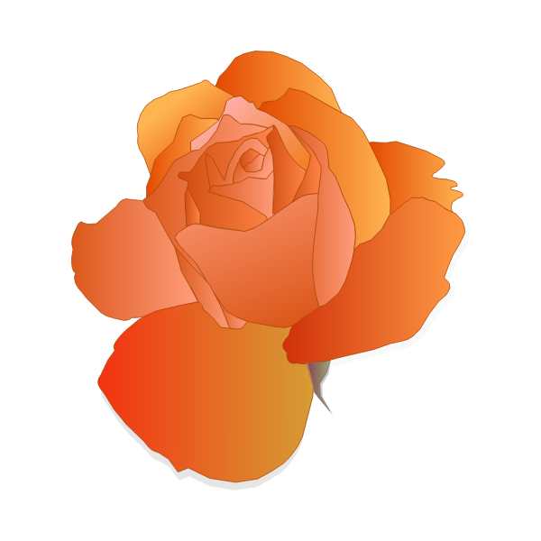 Orange rose