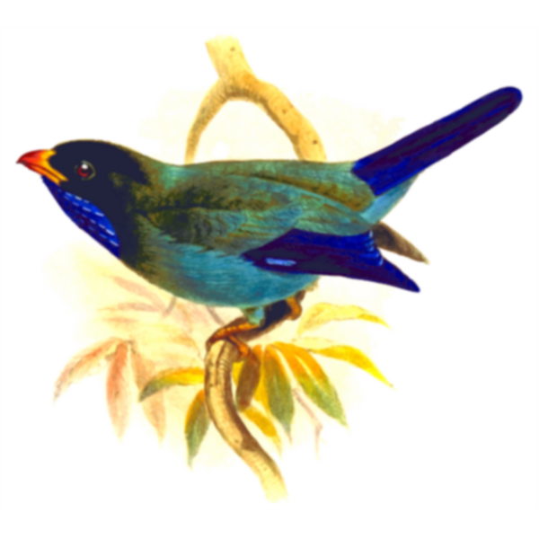 Oriental dollarbird