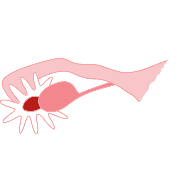 Ovary drawing