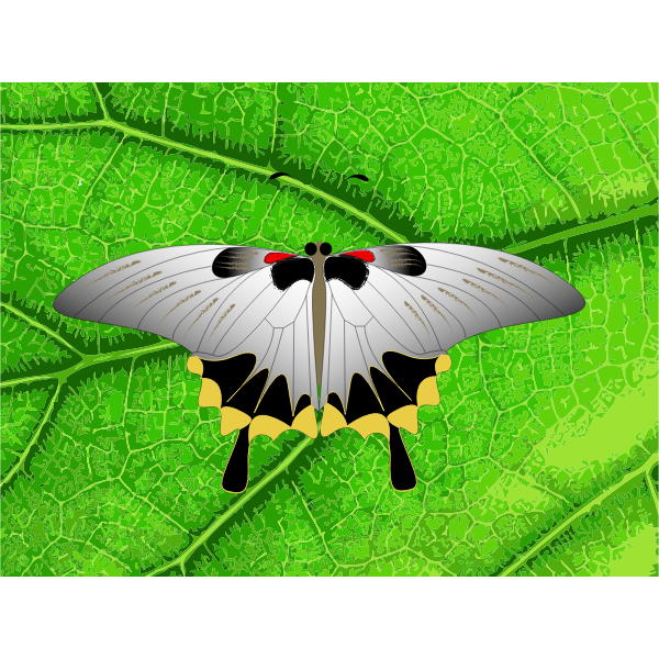 Vector clip art of grey butterfly on a leaf