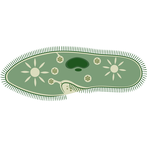 Paramecium caudatum