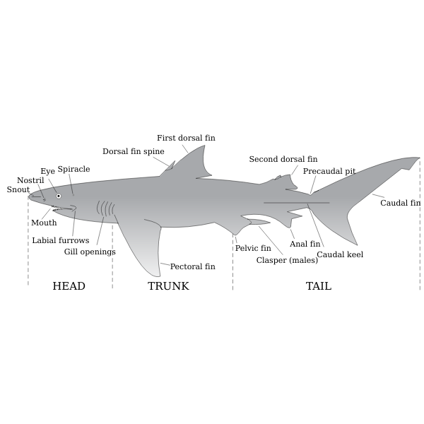 Parts of a shark