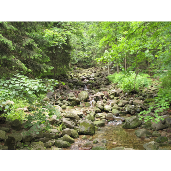 Peaceful Creek In The Woods