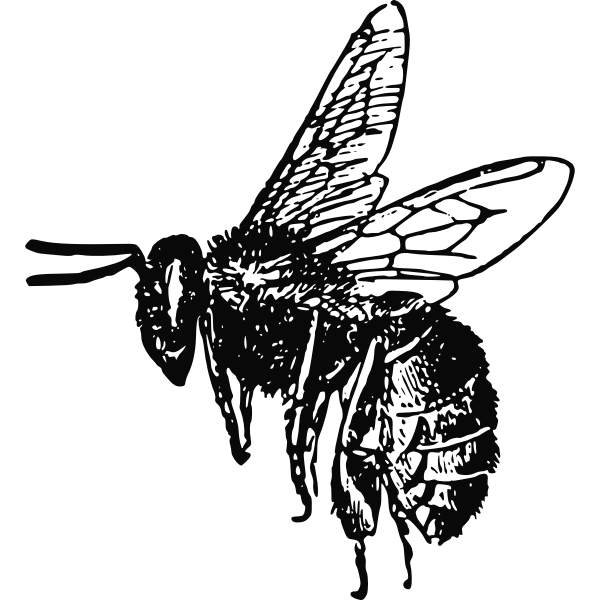 Flaying bee vector image