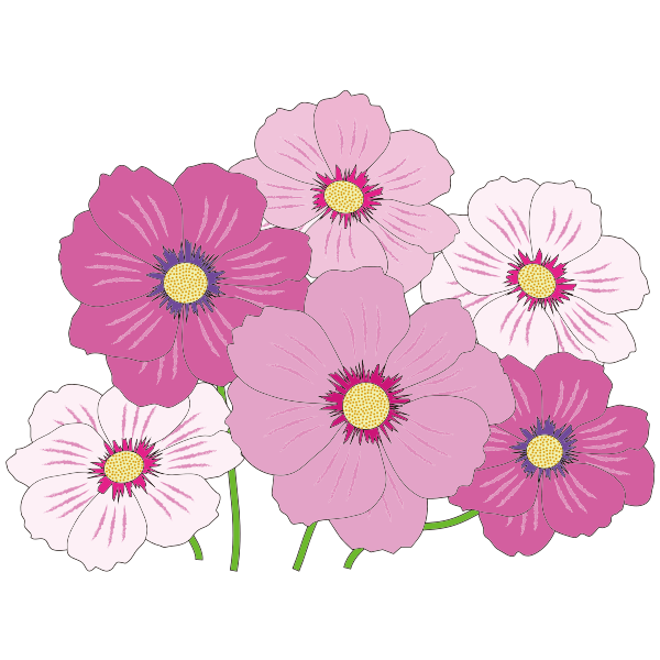 Pink and white flowers