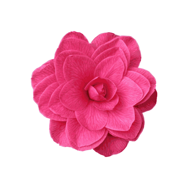 Pink Camelia