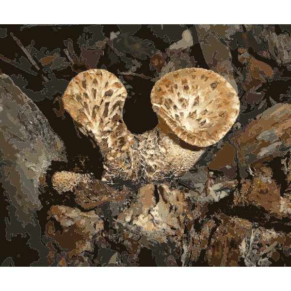 Polyporus squamosus 2010 G4 2016122007