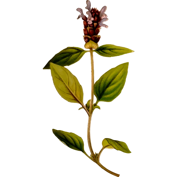 Prunella vulgaris