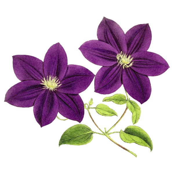 Purple Flowers