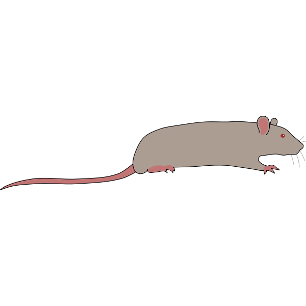Rat by Rones