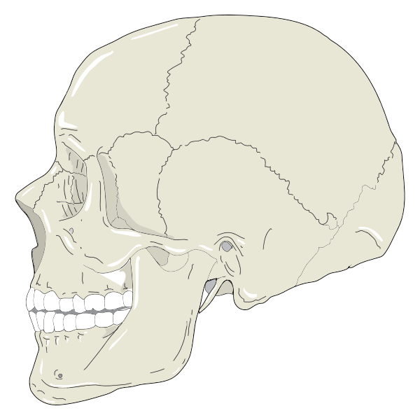 Human skull