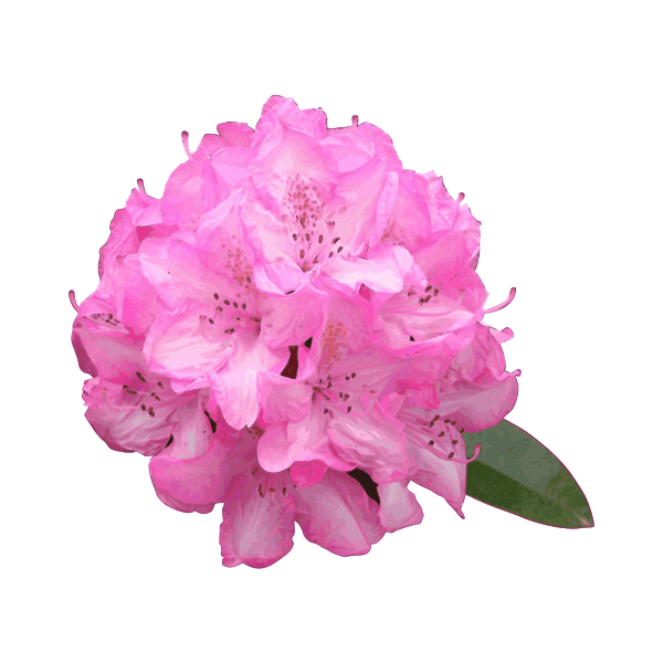 Rhodie