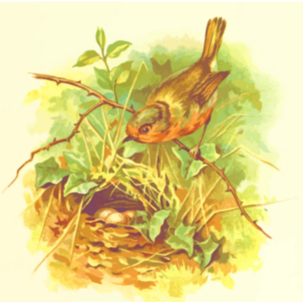 Robin's nest