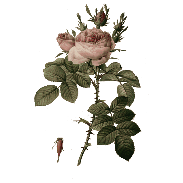 Rose buds and flowers