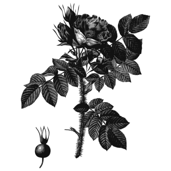 Black and white rosehip and rose flower