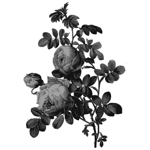 Blossoming roses in gray