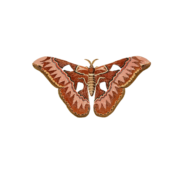 Brownish moth