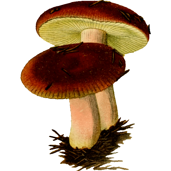 Poisonous mushroom