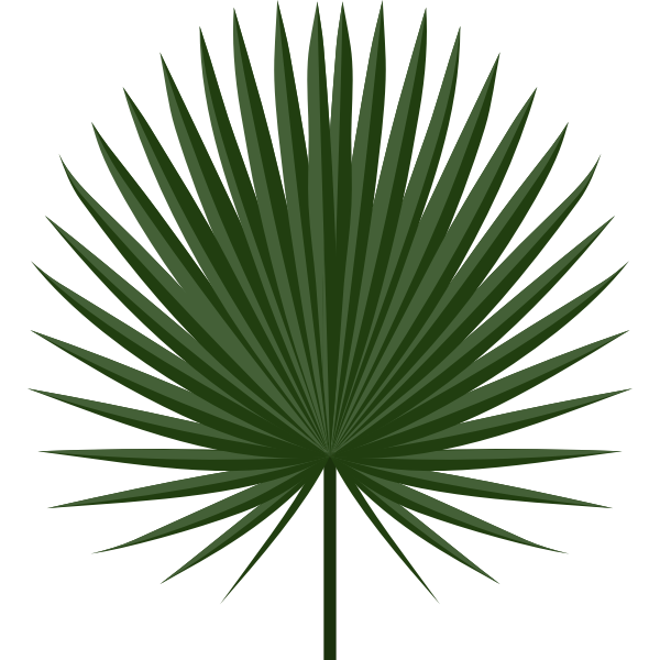 Sabal leaf by Rones