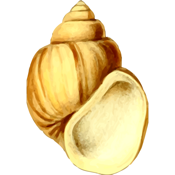 Yellow shell drawing