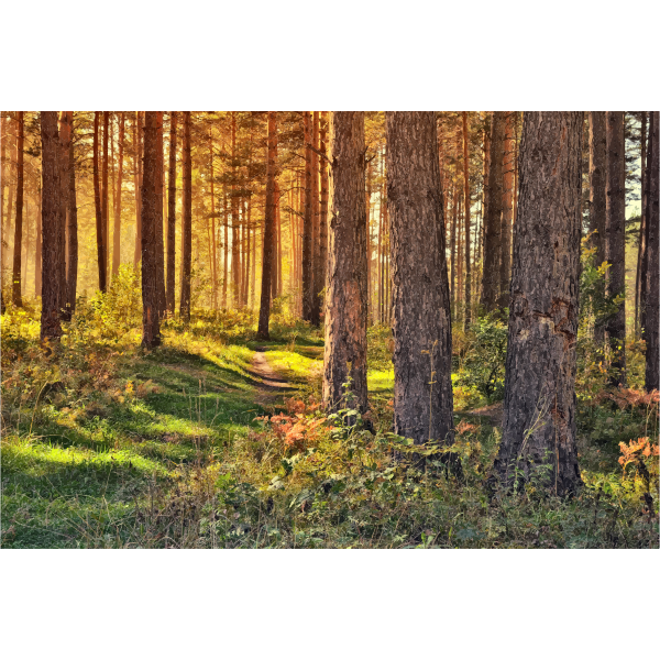 September In The Forest