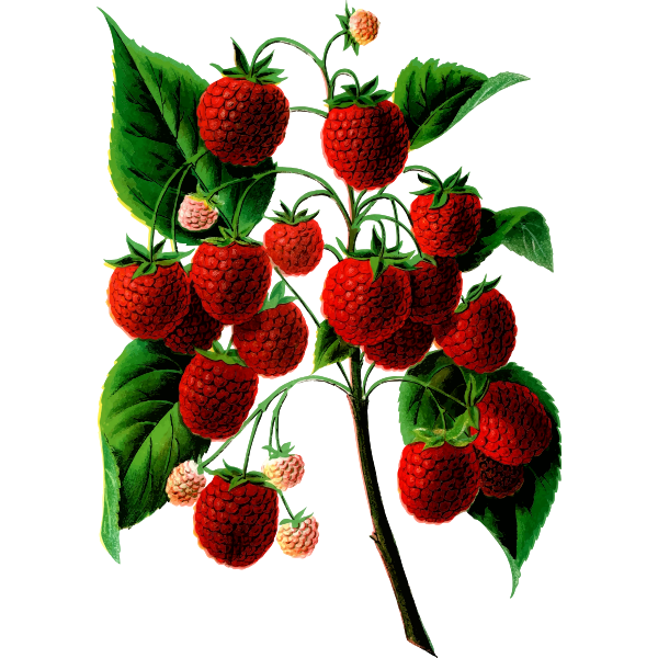 Plant bearing berries