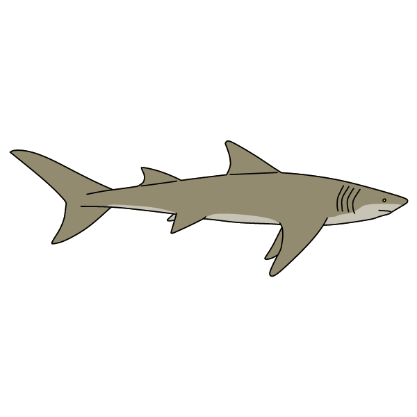 Shark 17
